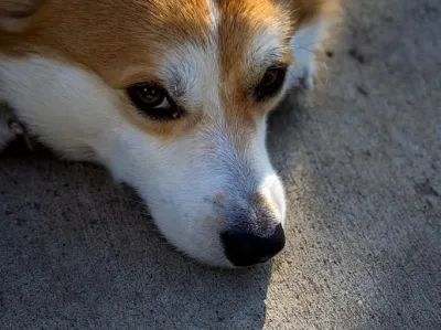 Charlie