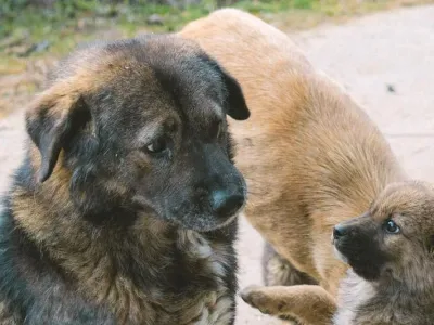 Nala