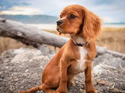 Hazel