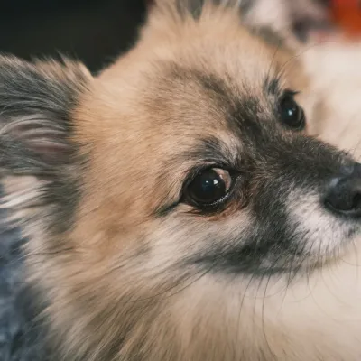 Mochi