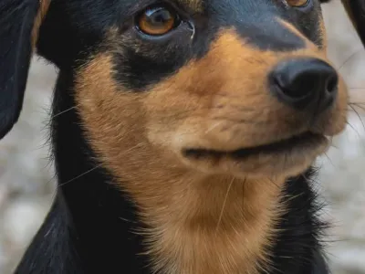 Nala