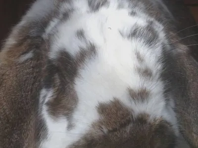 Simba