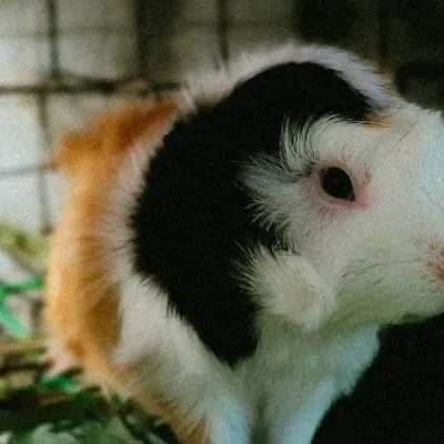 Oscar