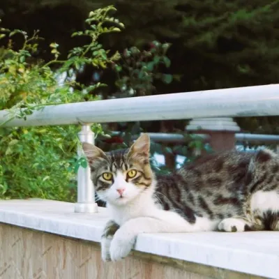 Kitty