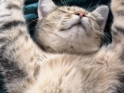 Finn