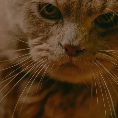 Rocky