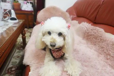 Praline