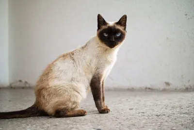 Sangkaya