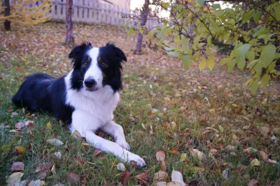 Mika