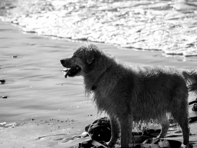 Hachi