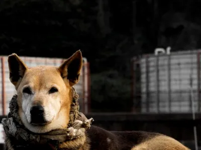 Zuzu