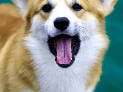 Fon