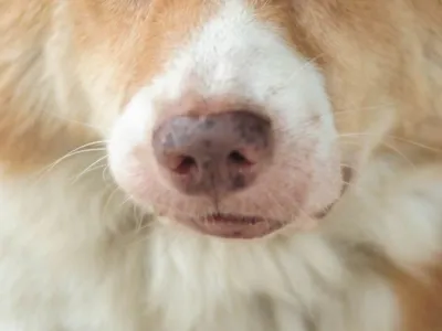 Jasper