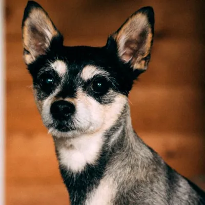 Lulu