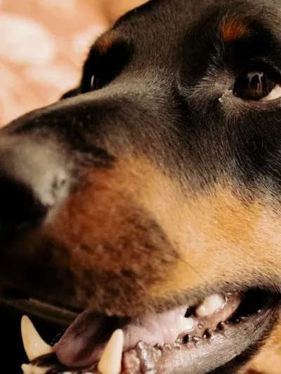 Hugo