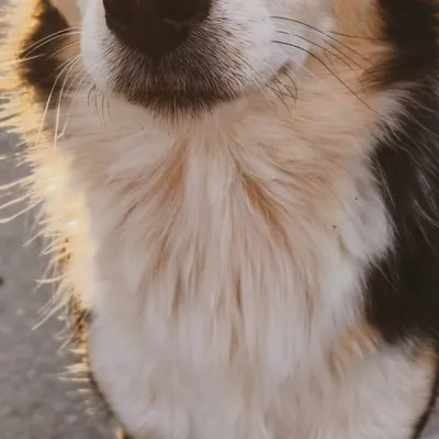 Nala