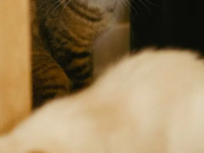 Bua