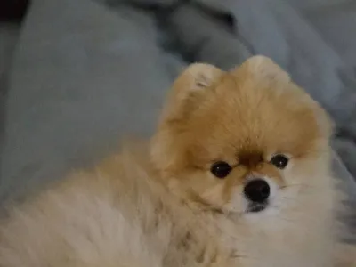Pancake