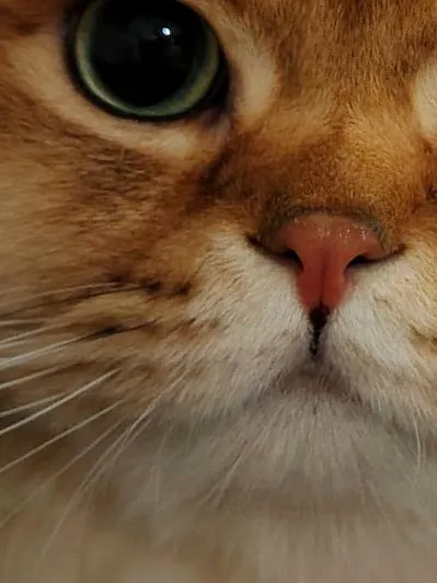 Simba