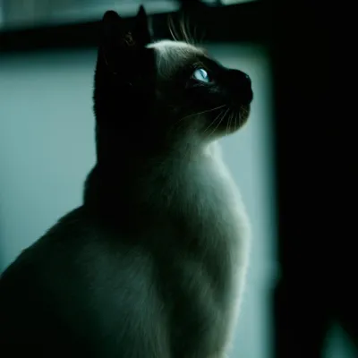 Hachi