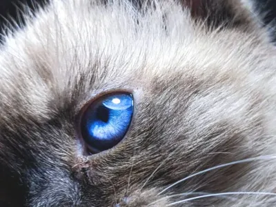 Kitty
