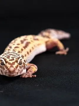 Mochi