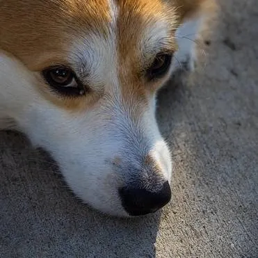 Daisy