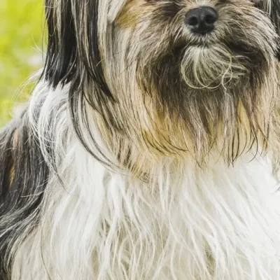 Nala