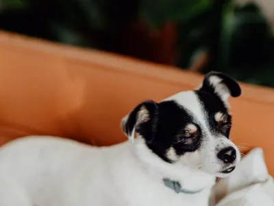 Nala