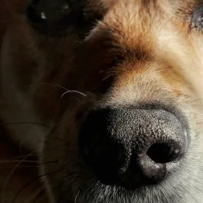 Bonnie
