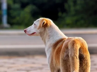 Ginger