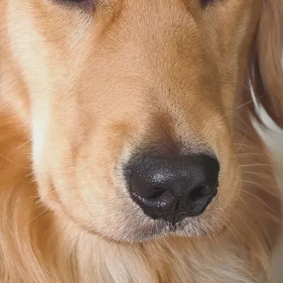 Bean