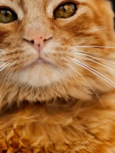 Oscar