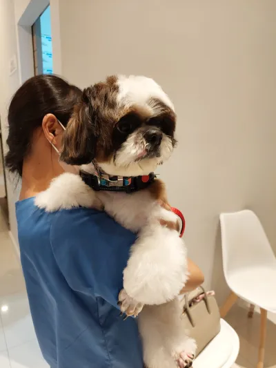 Hajime Pet Care Animal Treatment