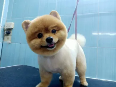 Savings & Stun Animal Hospital