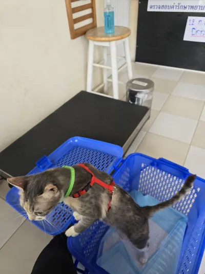 Doctor's House Animal Treatment