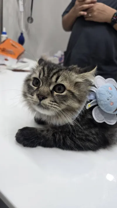 888 Pet Clinic