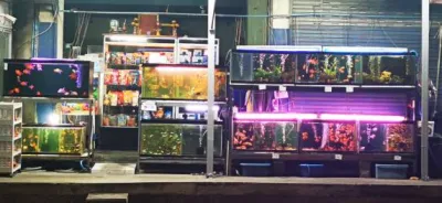 Beautiful fish shop