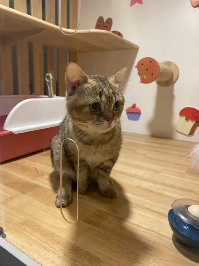 Catnap Cat Hotel