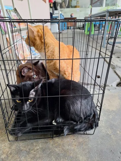 Din Daeng Veterinary Clinic