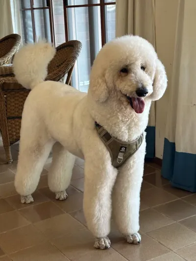 Dog Guru