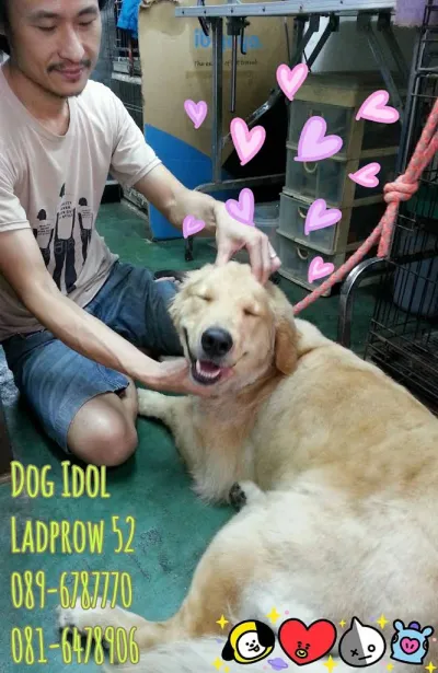 Dog Idol 52
