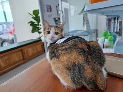Pet Point Clinic