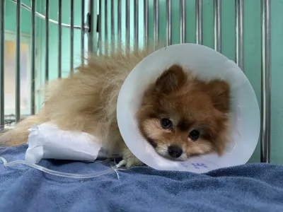 Rainy Pet Clinic