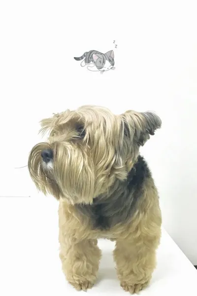 Ratchada Pet Hospital