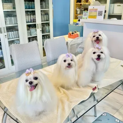 Silk creation pet grooming