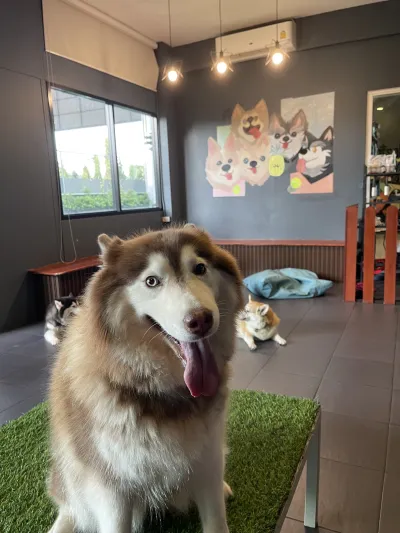Lunar board game & cafe