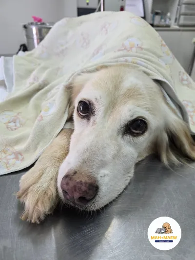 San Pa Tong Dog and Cat Hospital