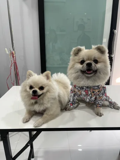 BumRungRad Vet Clinic