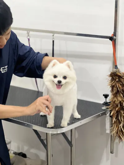 Furday Pet Grooming